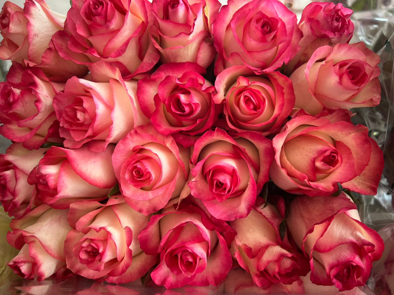 تولید و فروش قلمه رز هلندی گلستان رز جاوید در یاسوج